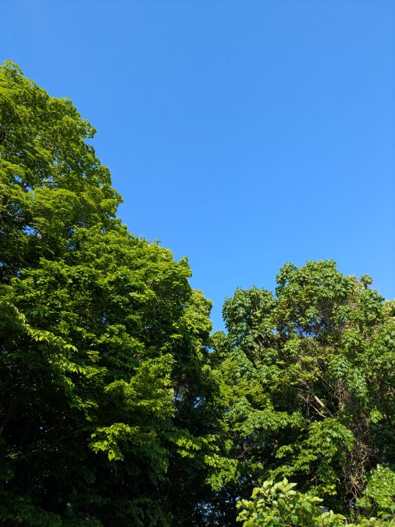 青空と6月初旬の森