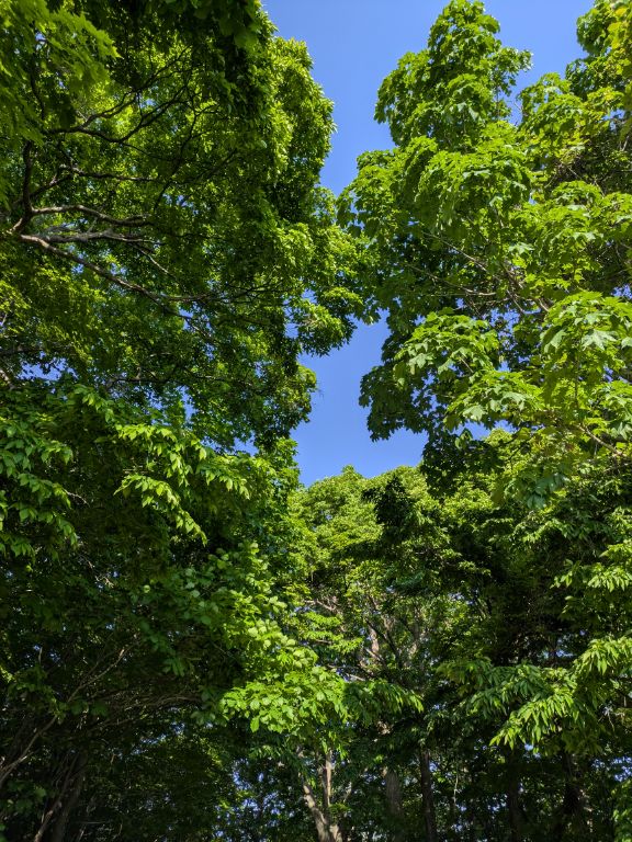 青空と6月初旬の森