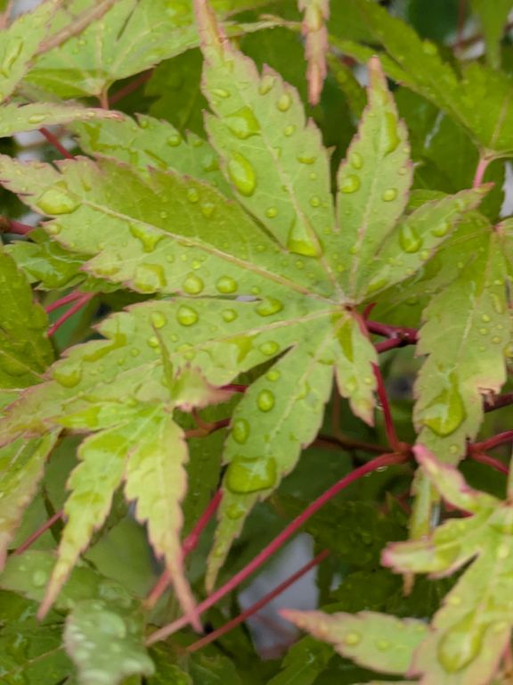 芒種の雨