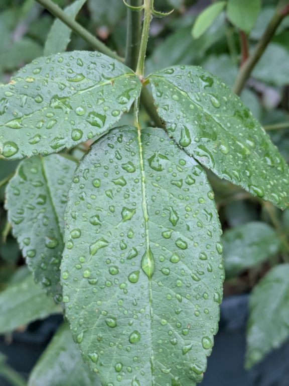 芒種の雨