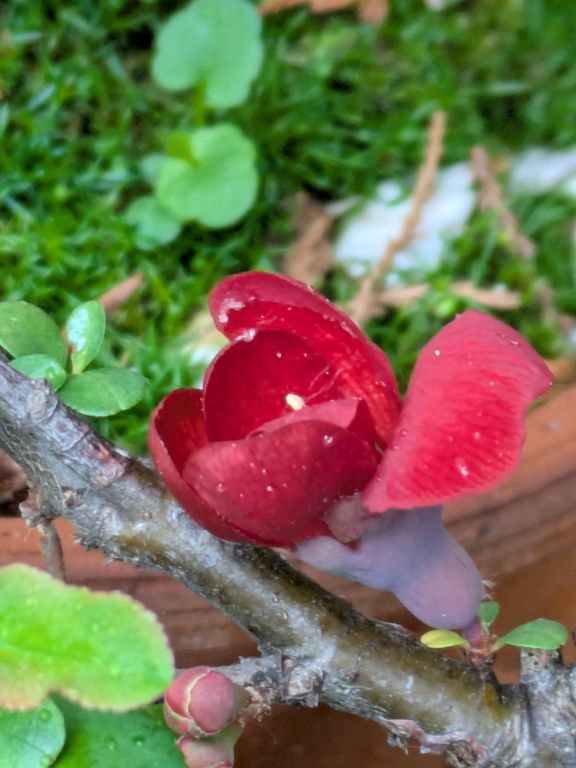 芒種の雨