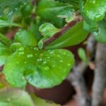 芒種の雨