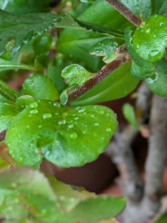 芒種の雨