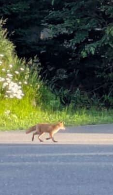 キタキツネ