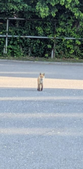 キタキツネ