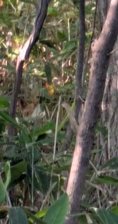 キタキツネ