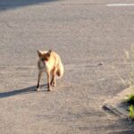 キタキツネ