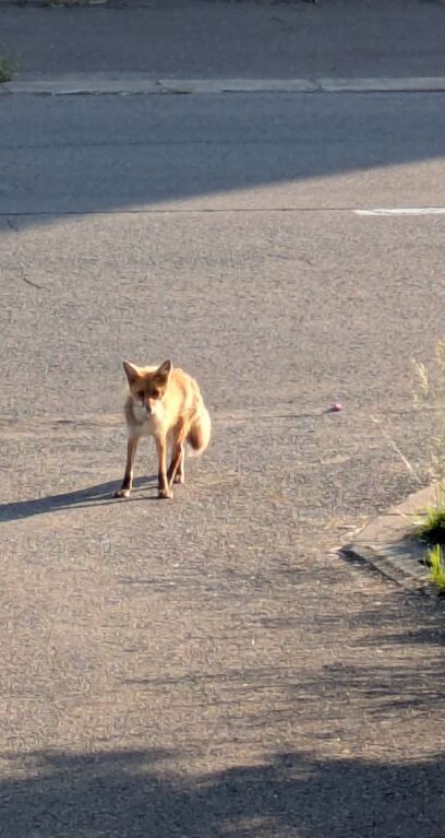 キタキツネ