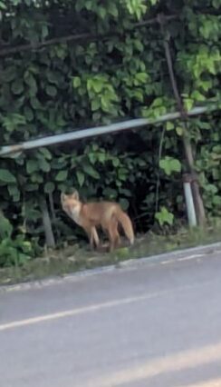 キタキツネ