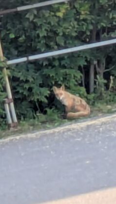 キタキツネ