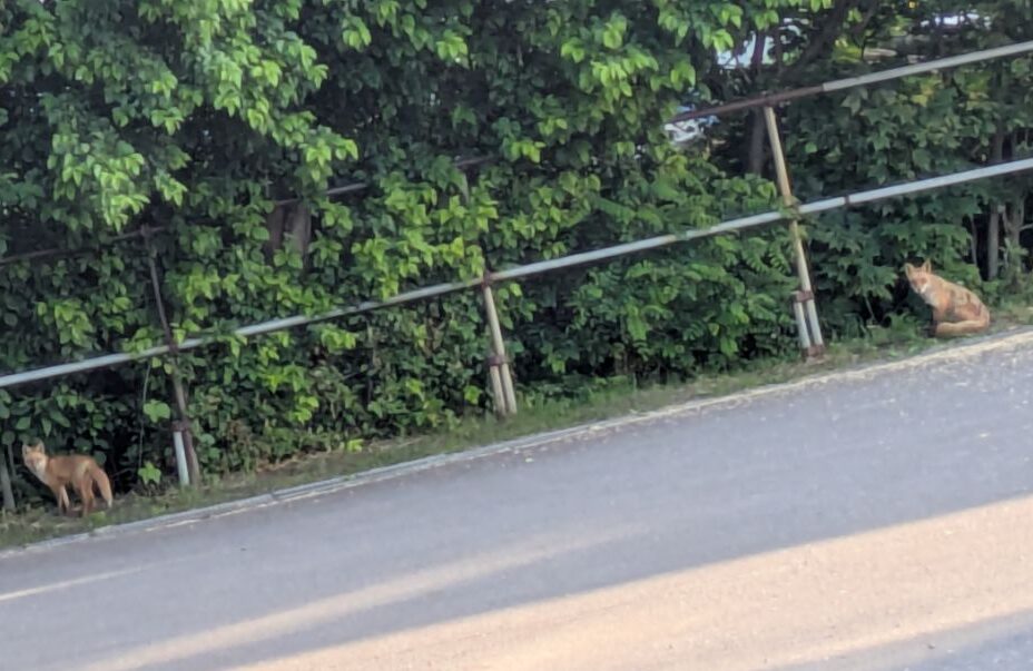 キタキツネ