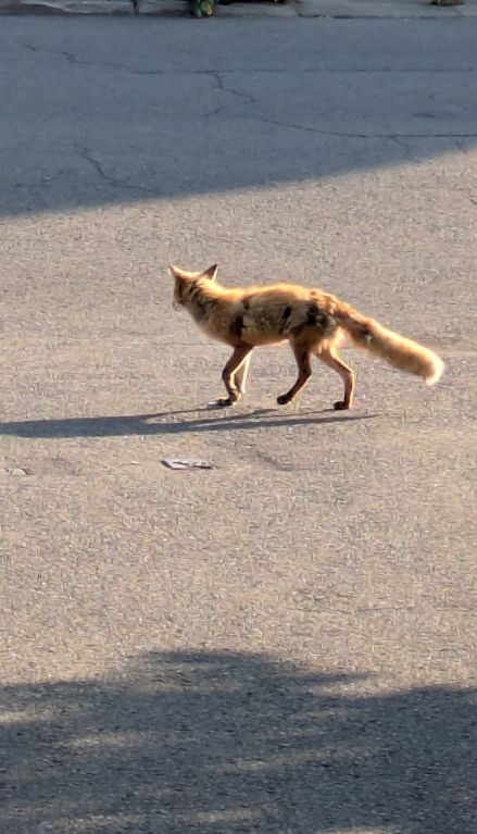 キタキツネ