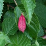 桜の虫こぶ