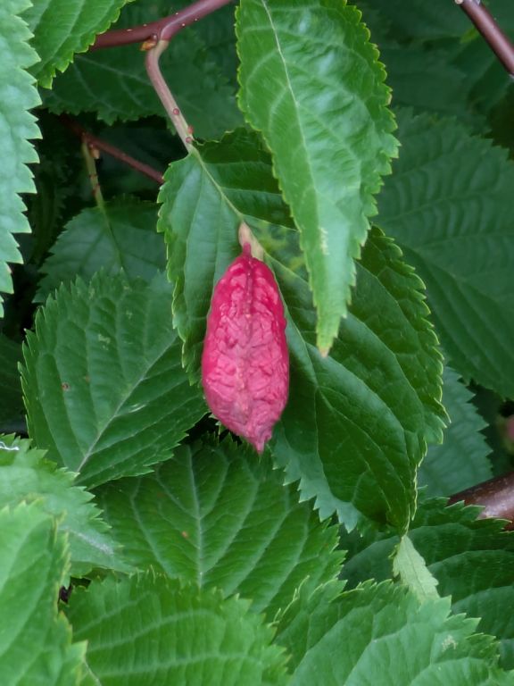 桜の虫こぶ