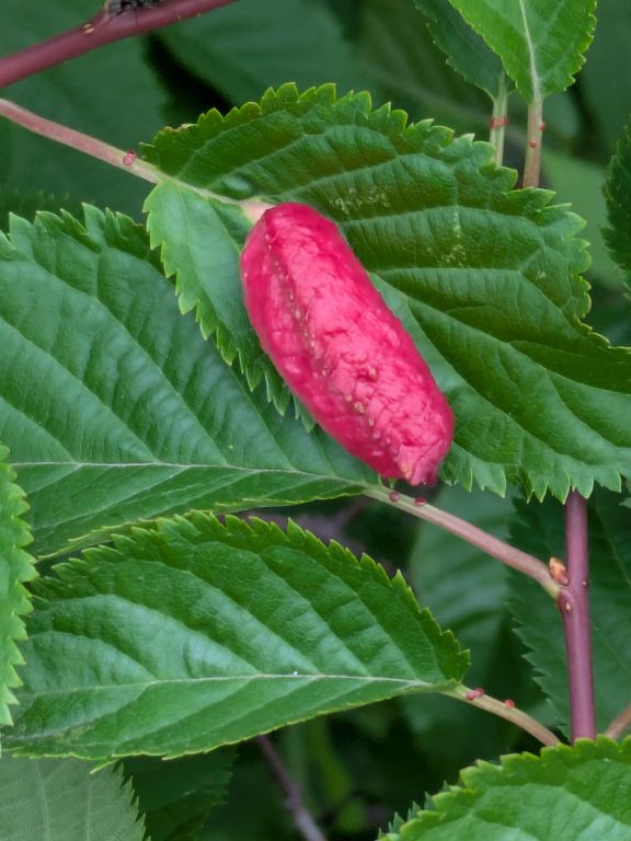 桜の虫こぶ