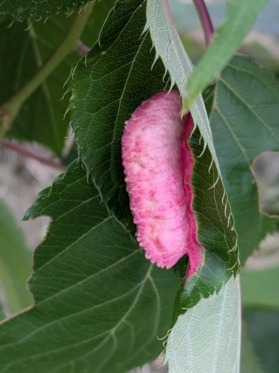 桜の虫こぶ