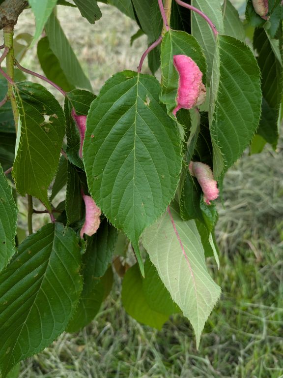 桜の虫こぶ