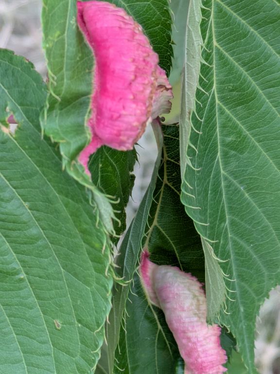 桜の虫こぶ