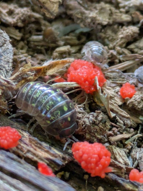 クダホコリとワラジムシ