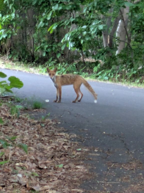 キタキツネ