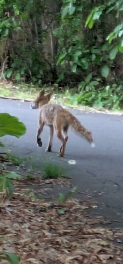 キタキツネ