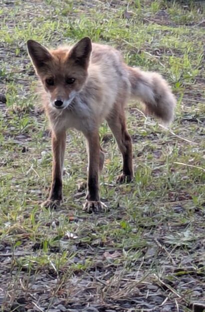 キタキツネ