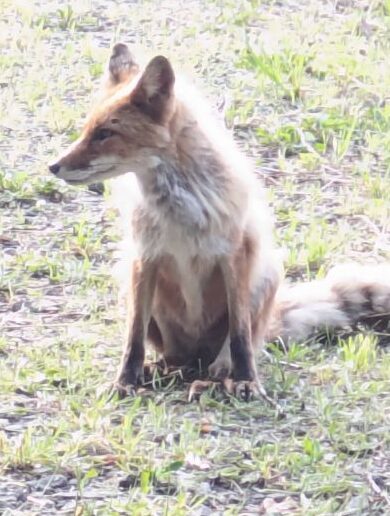 キタキツネ