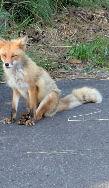 キタキツネ