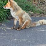 キタキツネ