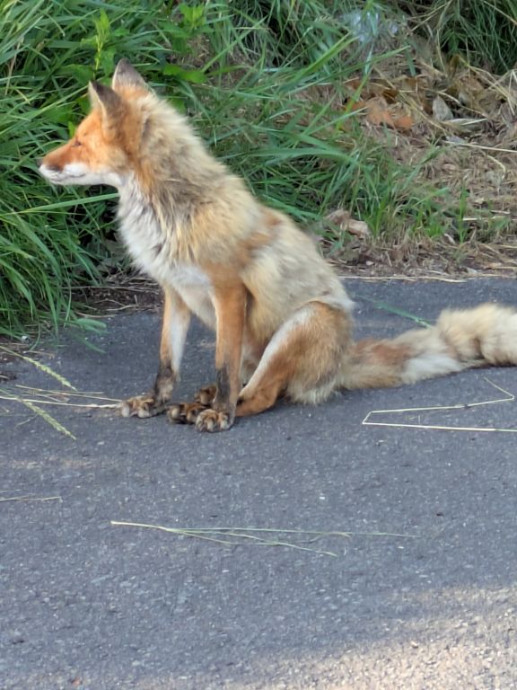 キタキツネ