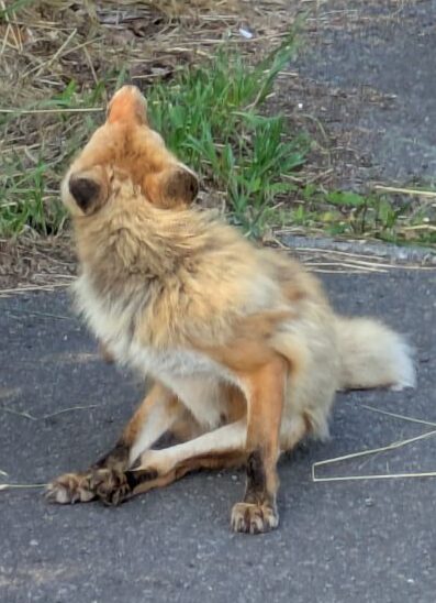 キタキツネ