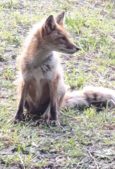 キタキツネ