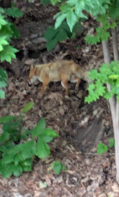 キタキツネ