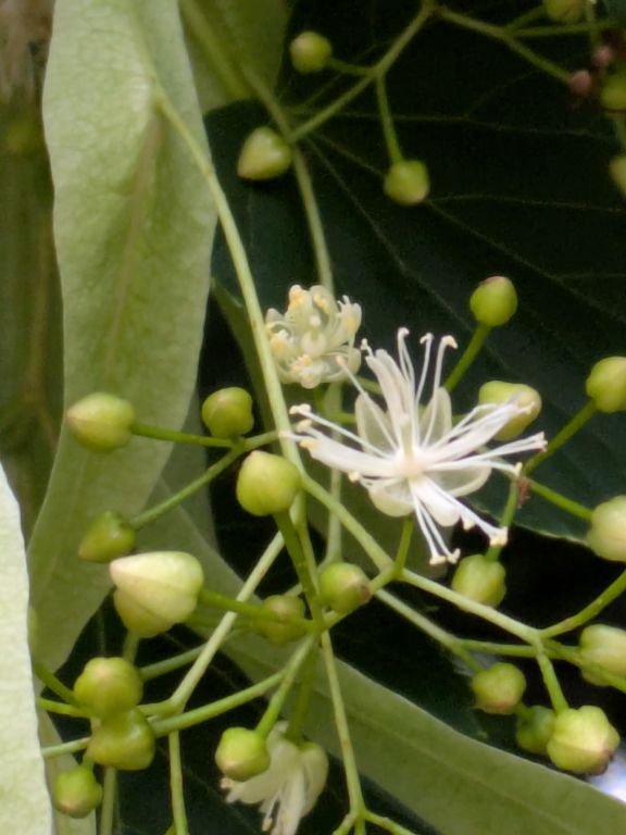 シナノキの花