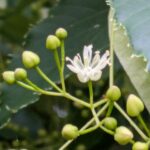 シナノキの花