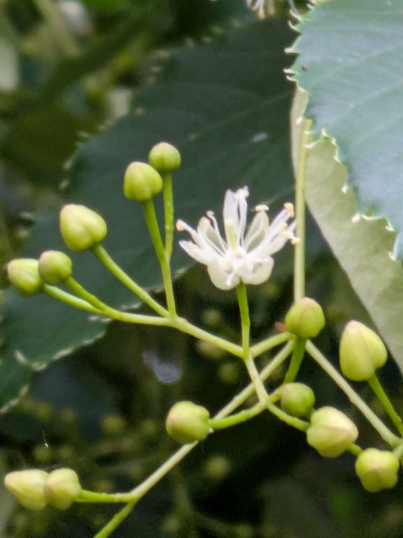 シナノキの花