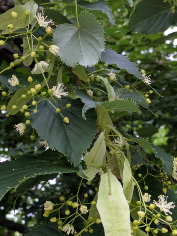シナノキの花