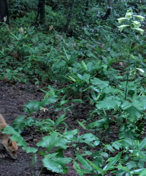 キタキツネとオオウバユリ