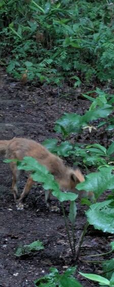 キタキツネとオオウバユリ