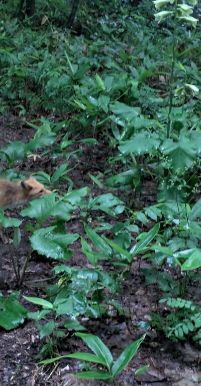 キタキツネとオオウバユリ