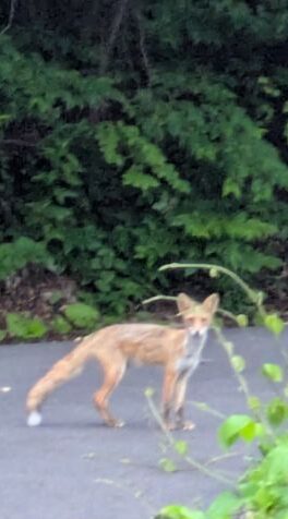 キタキツネ