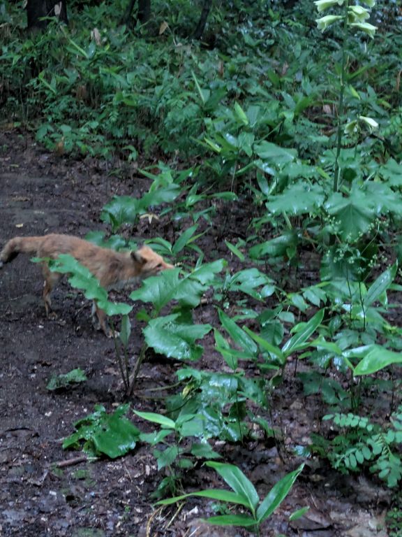 キタキツネとオオウバユリ