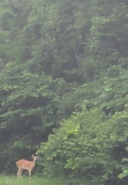 エゾシカ
