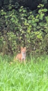 キタキツネ
