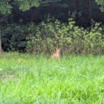 キタキツネ