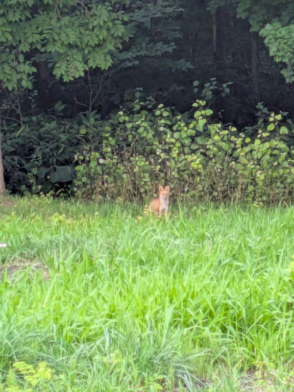 キタキツネ