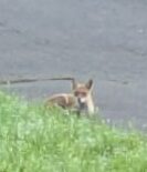 キタキツネ