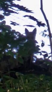 キタキツネ