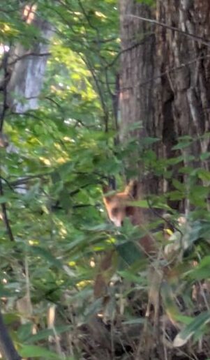キタキツネ