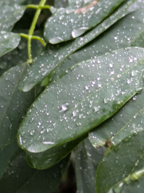 雨の雫